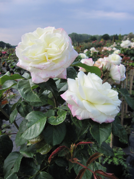 Rosa Alabasteer